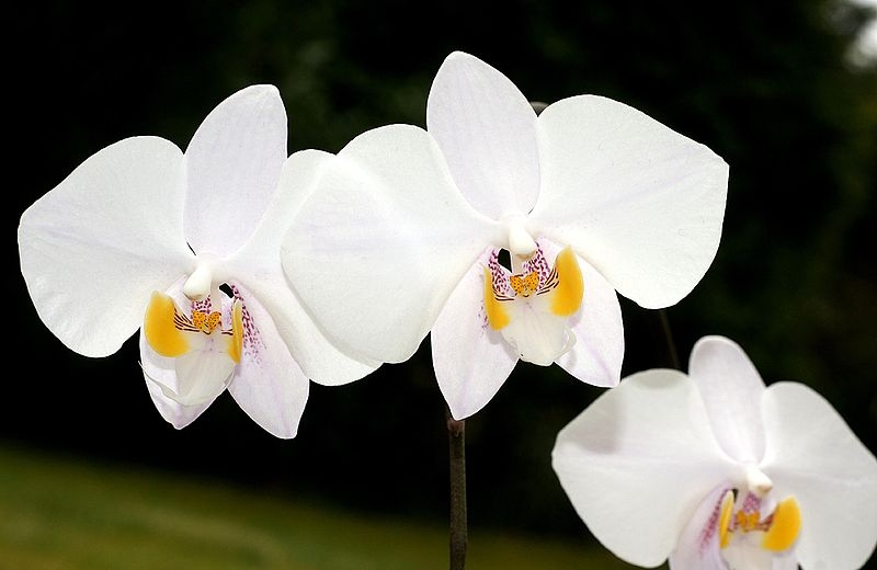 Phalaenopsis gehört zur Familie der Orchideen