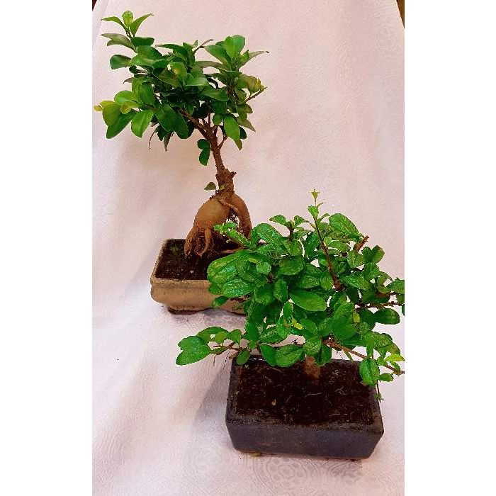 bonsai bitkisi Yapay Bonsai Ağacı Mont Blanc Grande – bloomona main image 0