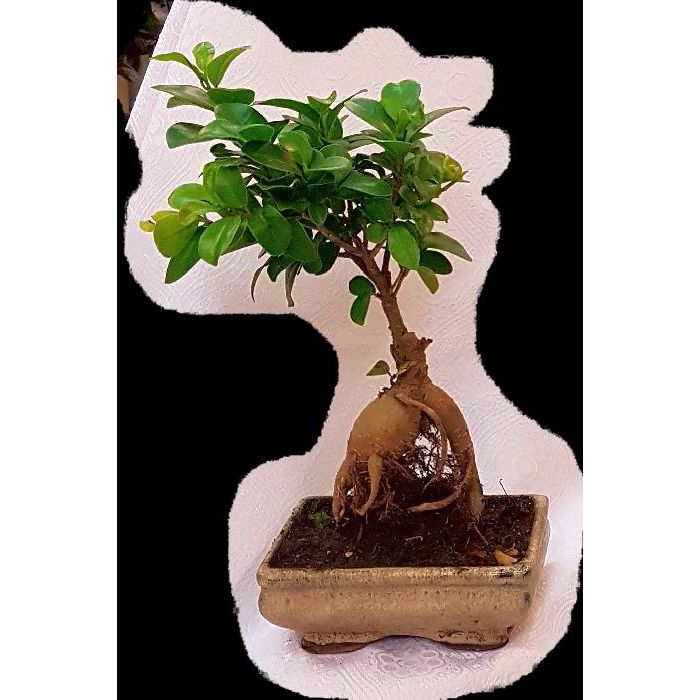 Ficus Bonsai
