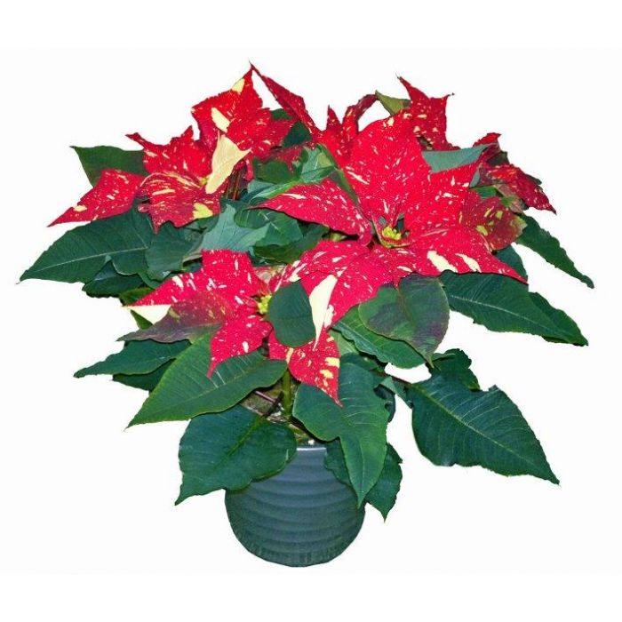zimmerpflanzen 1m Dracaena Sunray Zimmerpflanze 21cm 100cm Grn kaufen