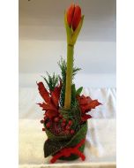 Amaryllis Dekoriert