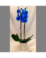 Blaue Orchidee