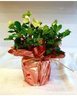 Christrose