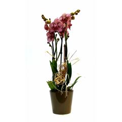 Orchidee Penelope