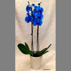 Blaue Orchidee