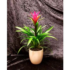 Guzmania
