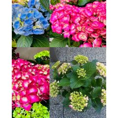 Hortensie
