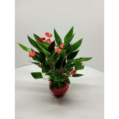 Kleinblütige Anthurium