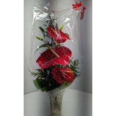 Arthur die Anthurium