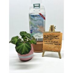 Innovative Pflanze mit Musikfunktion