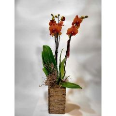 Phalaenopsis Petra