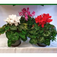 Riesen Cyclamen