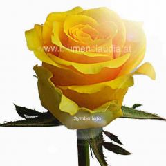 Rose gelb