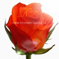 Rose orange