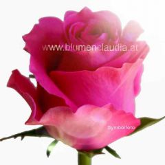 Rose pink