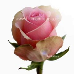 Rose pink-weiße