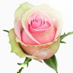 Rose rosa-weiß