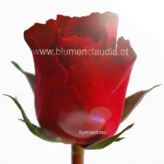 Rose rot länge ca.60- 70 cm