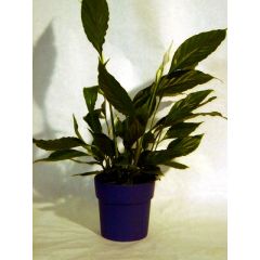 Spathiphyllum, Scheidenblatt