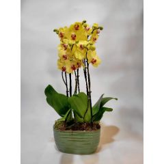 Ultimative Orchideen Schale