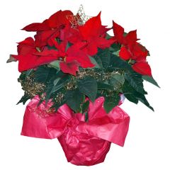 Weihnachtsstern rot Dekoriert